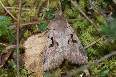 <i>Orthosia gothica</i>