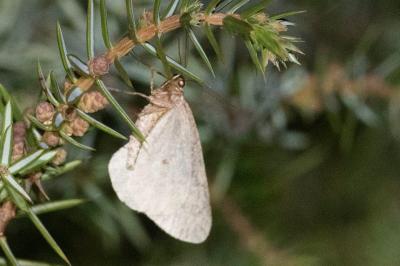 <i>Phigaliohybernia marginaria</i>