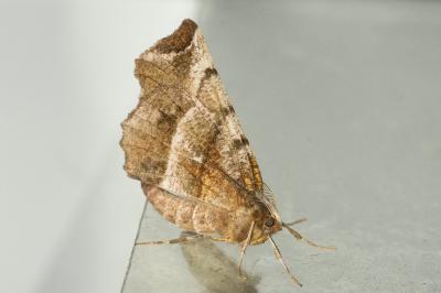 <i>Selenia dentaria</i>