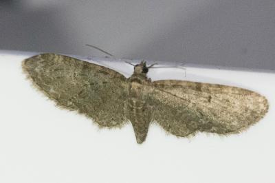 <i>Eupithecia abbreviata</i>