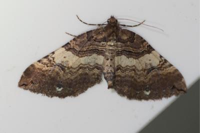 <i>Earophila badiata</i>