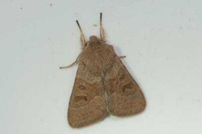 <i>Orthosia miniosa</i>