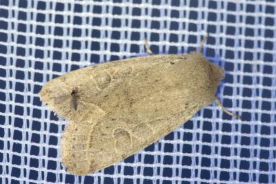 <i>Orthosia cerasi</i>