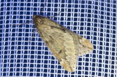 <i>Alsophila aescularia</i>