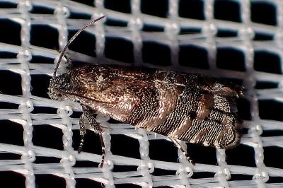 <i>Pammene splendidulana</i>