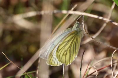 <i>Pieris napi</i>