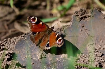 <i>Aglais io</i>