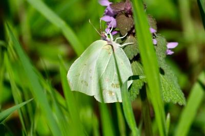 <i>Gonepteryx rhamni</i>