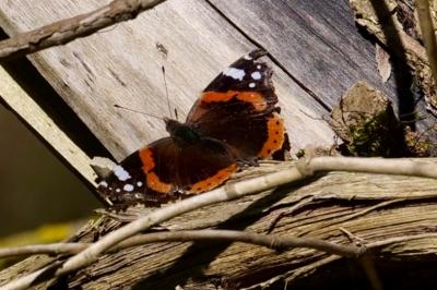 <i>Vanessa atalanta</i>