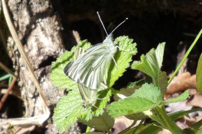 <i>Pieris napi</i>
