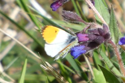 <i>Anthocharis cardamines</i>