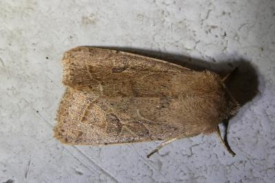 <i>Orthosia cerasi</i>