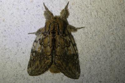 <i>Peridea anceps</i>