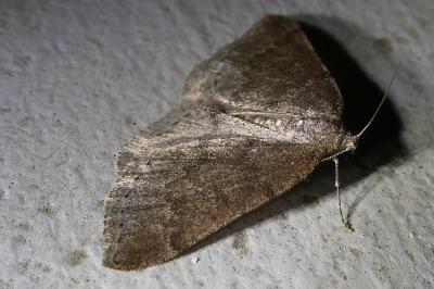 <i>Aleucis distinctata</i>