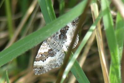 <i>Epirrhoe alternata</i>