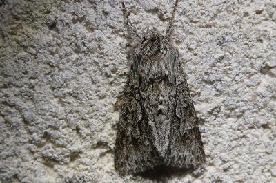<i>Xylocampa areola</i>