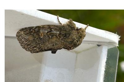 <i>Peridea anceps</i>