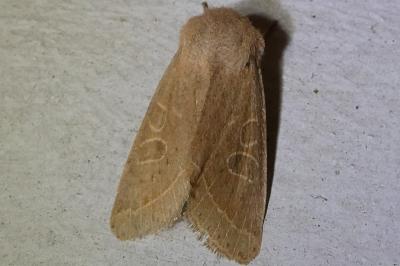 <i>Orthosia cerasi</i>