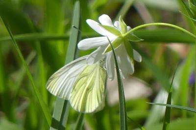 <i>Pieris napi</i>