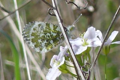 <i>Anthocharis cardamines</i>