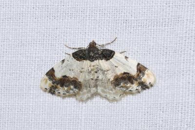 <i>Ligdia adustata</i>