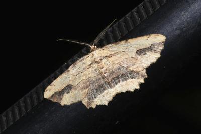 <i>Menophra abruptaria</i>