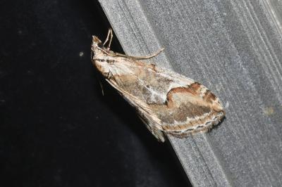 <i>Chesias rufata</i>