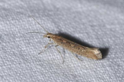 <i>Plutella xylostella</i>