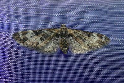 <i>Eupithecia irriguata</i>