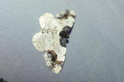 <i>Ligdia adustata</i>