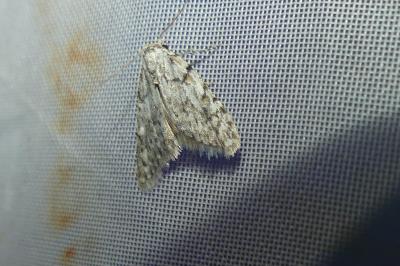 <i>Nola cicatricalis</i>