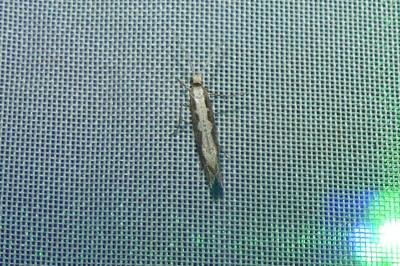 <i>Plutella xylostella</i>