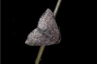 <i>Aleucis distinctata</i>