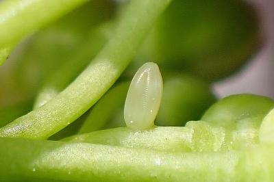 <i>Anthocharis cardamines</i>