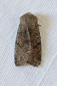 <i>Orthosia incerta</i>