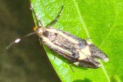 <i>Esperia sulphurella</i>