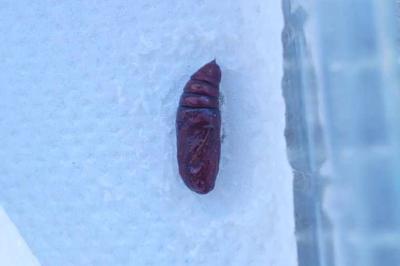 Phlogophora meticulosa
