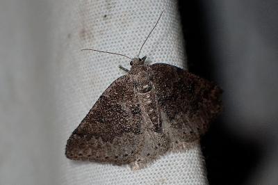 <i>Aleucis distinctata</i>