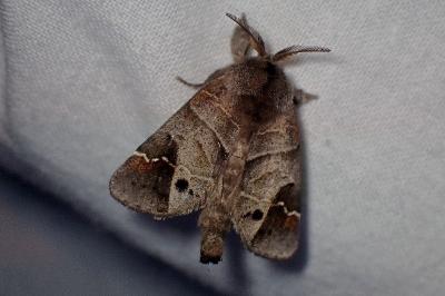 <i>Clostera anachoreta</i>