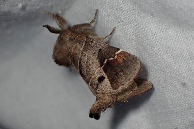 <i>Clostera anachoreta</i>
