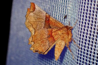 <i>Selenia lunularia</i>