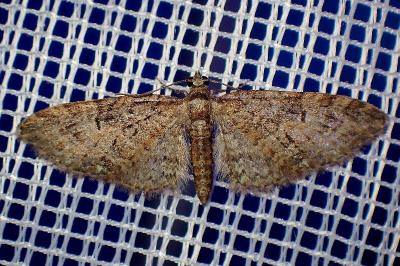<i>Eupithecia abbreviata</i>