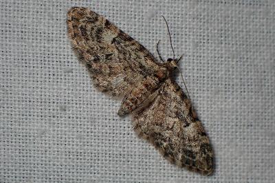 <i>Eupithecia dodoneata</i>