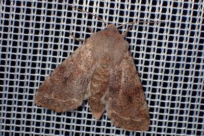 <i>Orthosia incerta</i>