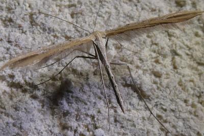 <i>Emmelina argoteles/monodactyla</i>