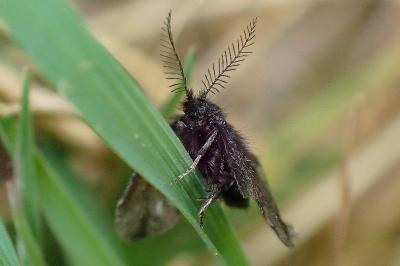 <i>Epichnopterix plumella</i>