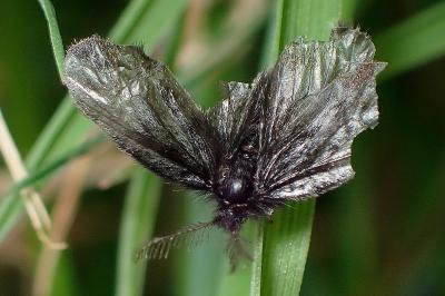 <i>Epichnopterix plumella</i>