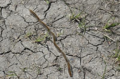 <i>Thaumetopoea pityocampa</i>