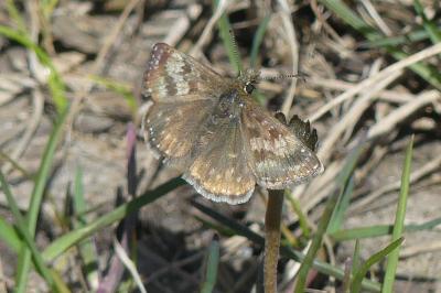 <i>Erynnis tages</i>