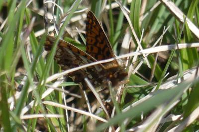 <i>Boloria dia</i>